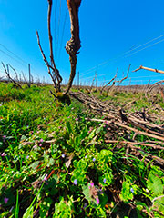 taille de la vigne